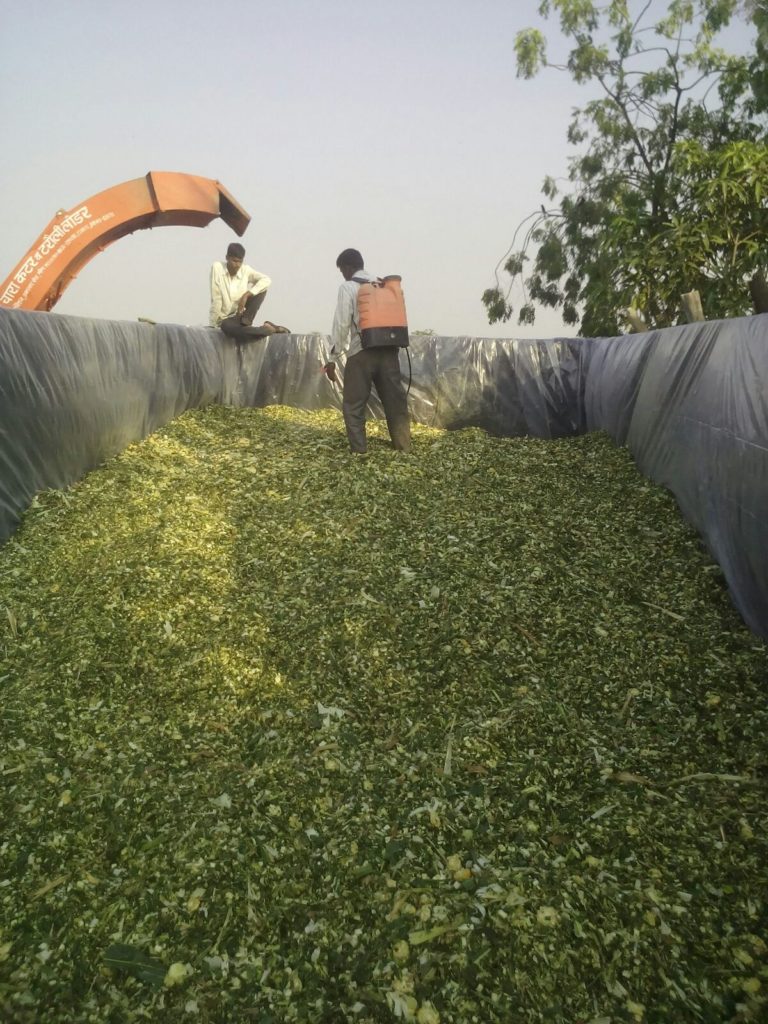 indian-silage