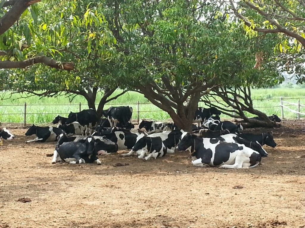 Loose Housing Dairy Farm In India Powergotha