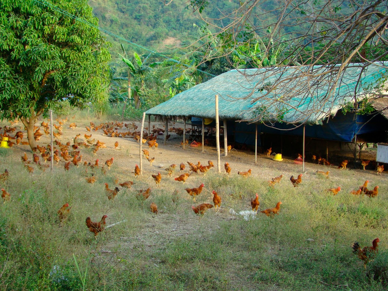 Backyard Poultry: Desi Chicken Free Range Method 