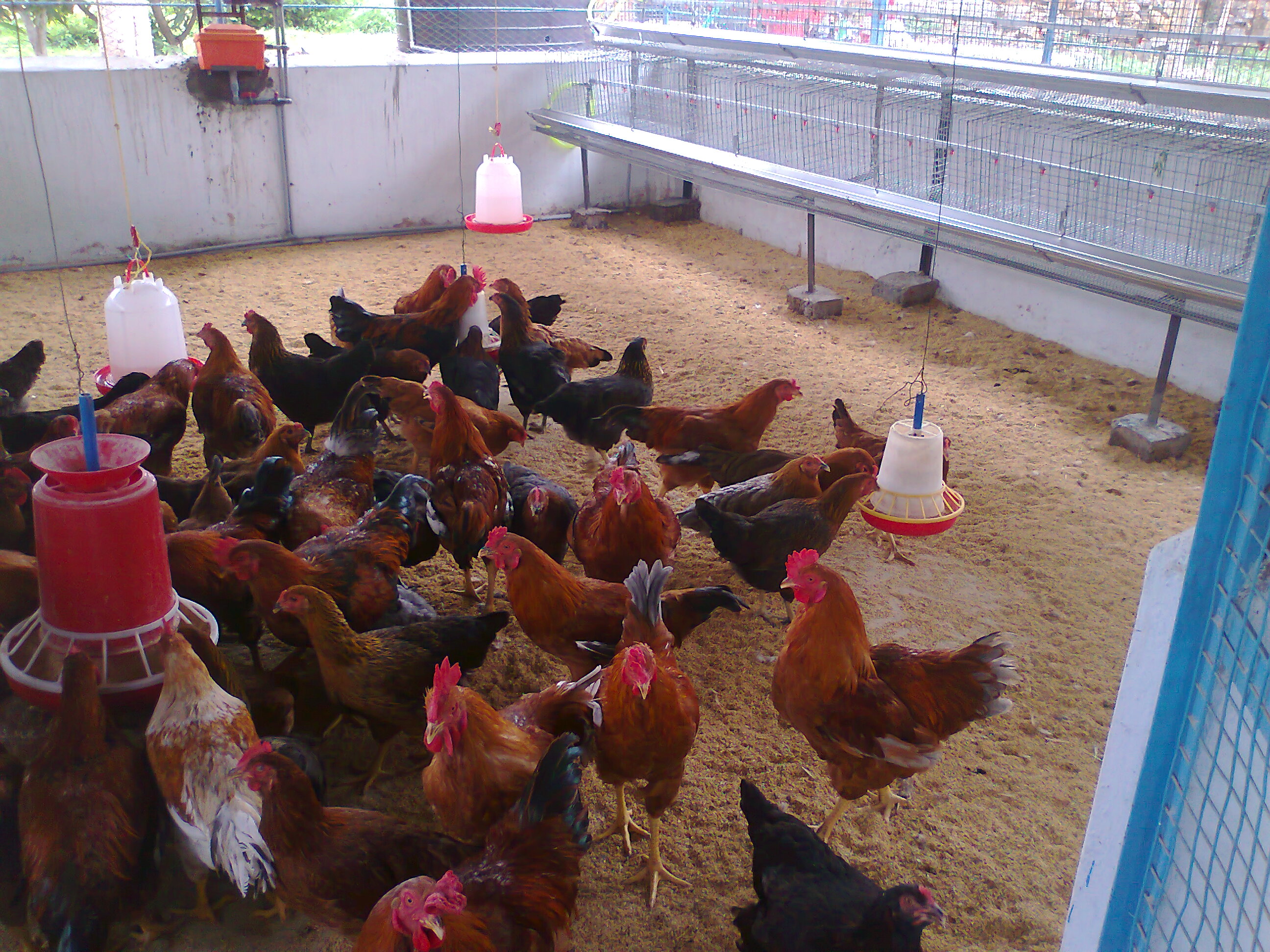 How to setup and run a successful Backyard Poultry in ...