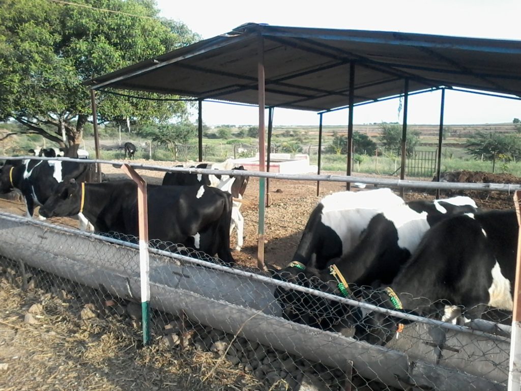 Shed for cows Dairy farming in India