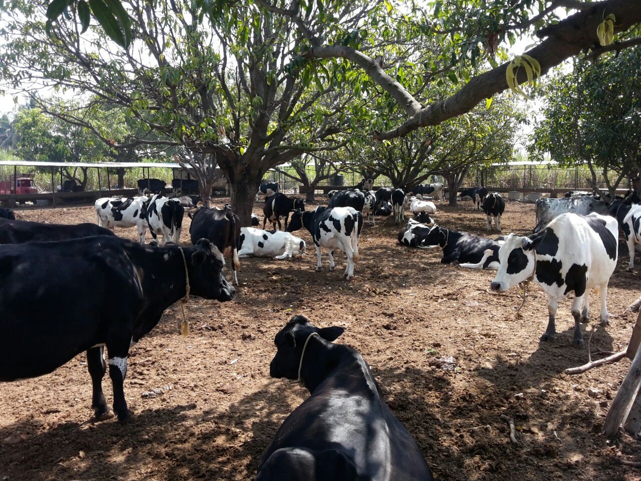 How To start Dairy Farming business: Another Loose housing farm Maharashtra India