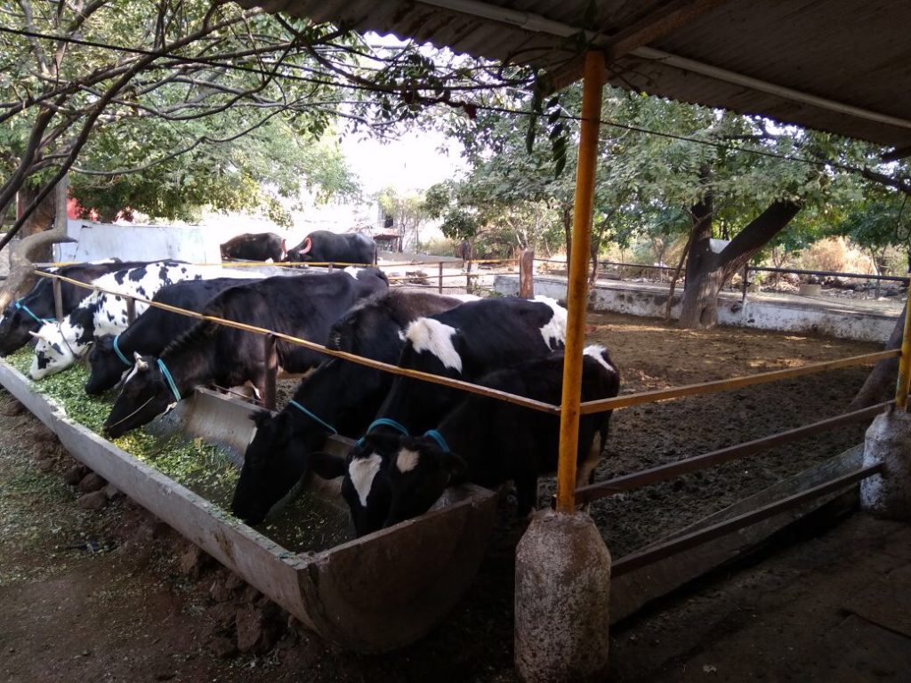 use of Sexed Semen for Dairy farming in India