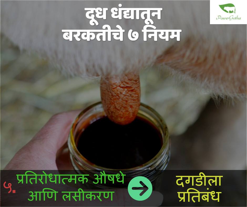 नफ्यातील दुग्ध व्यवसाय - Dairy Farming in Maharashtra Marathi