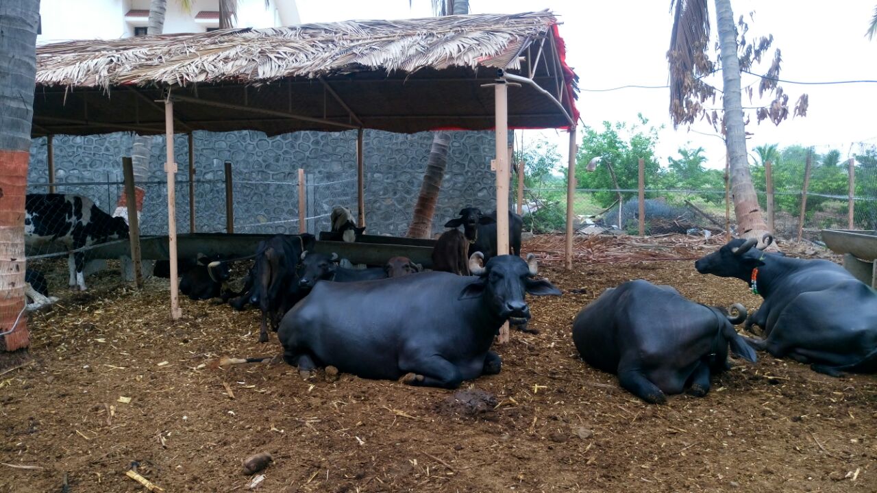 Loose housing buffalo farm India