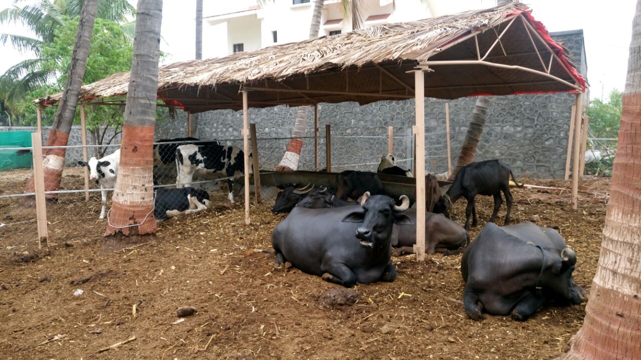 Loose housing Buffalo Dairy Farm India 2