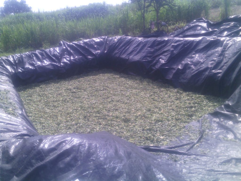 Silage Making in India Easy-pit-silage 