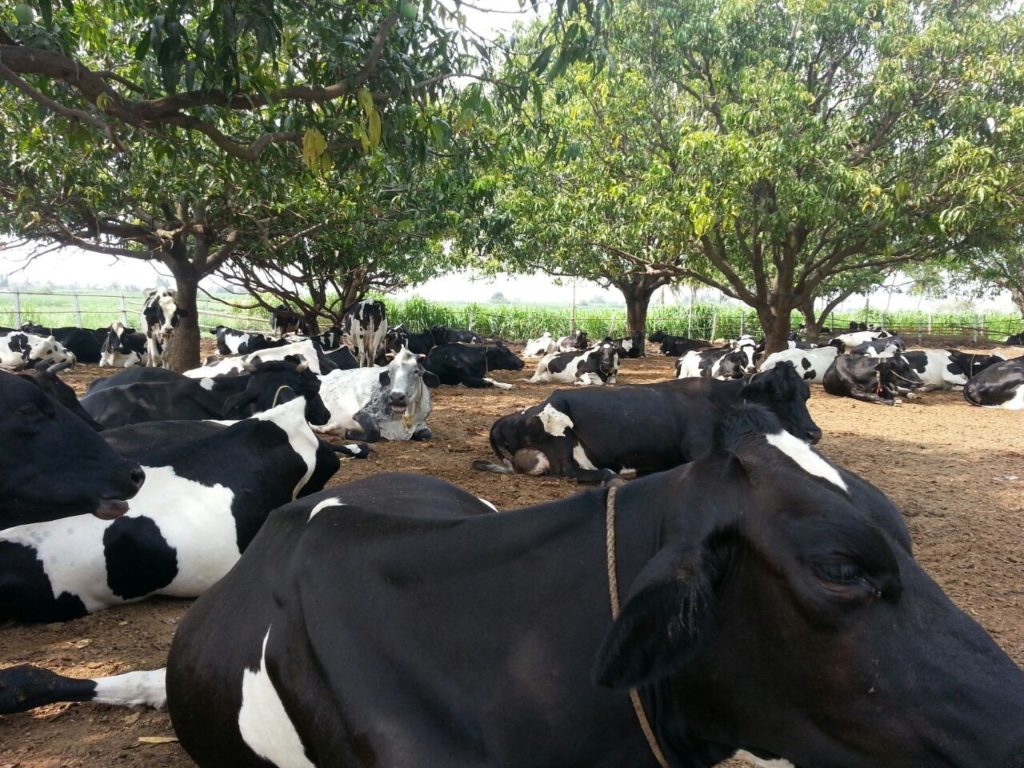 Loose housing cow farm Maharashtra