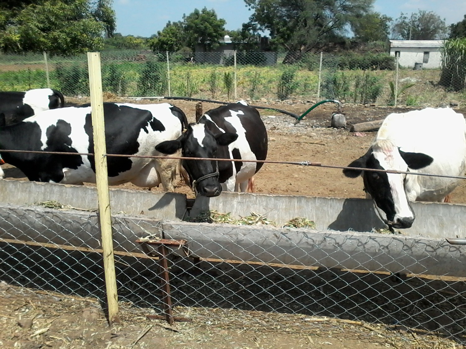 मुक्त संचार गोठा Dairy Farming in Maharashtra