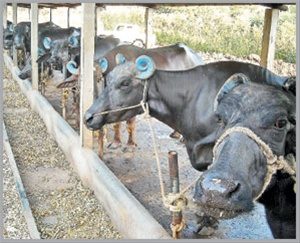 traditional-dairy-farm-arrangement