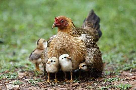 Backyard Poultry in India for Egg Production