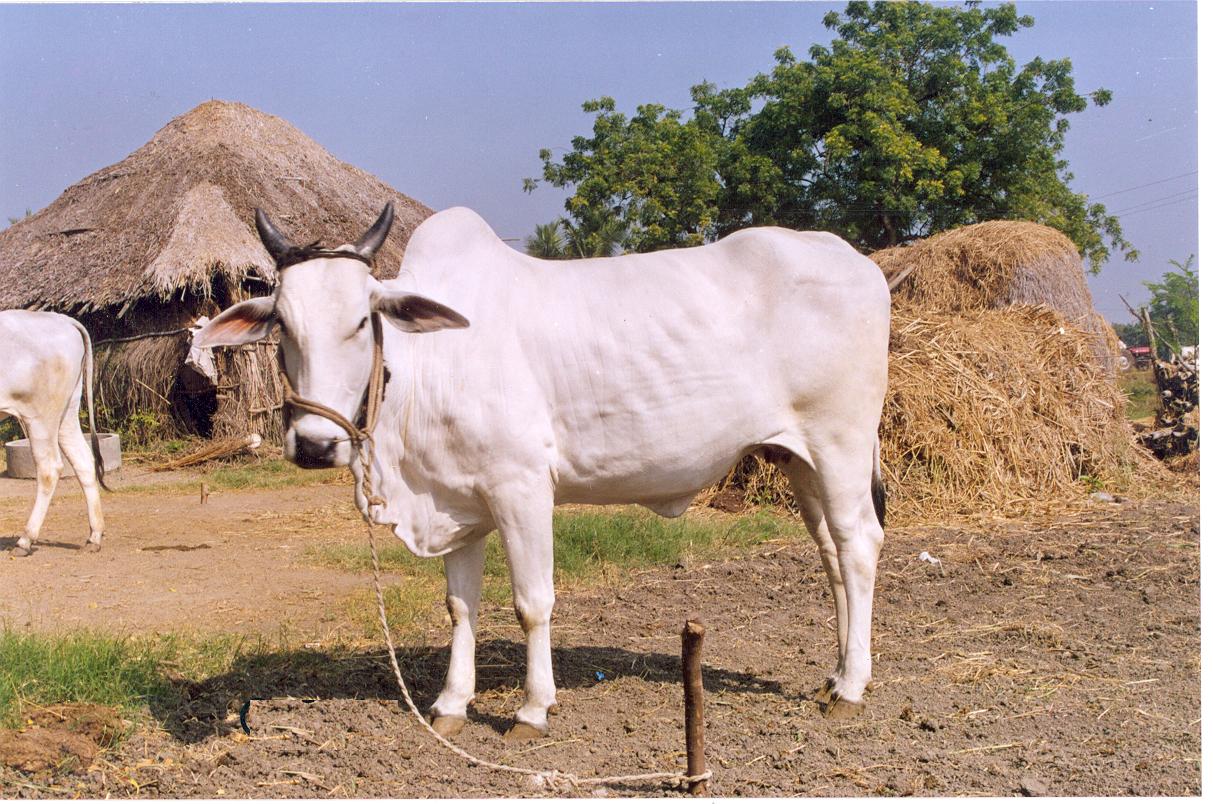 ओंगोले गाय