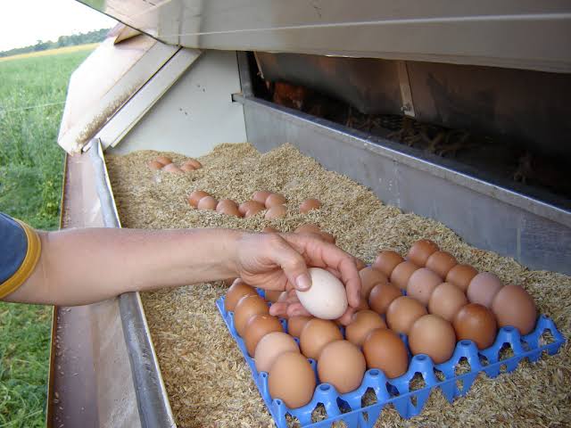 अंडी उत्पादन कमी मिळणे 