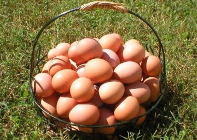 भरघोस अंडी उत्पादनासाठी घ्यावयाची काळजी 