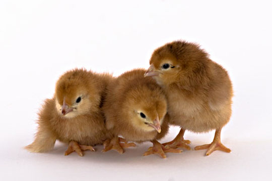 chicks_rhode_island_red1