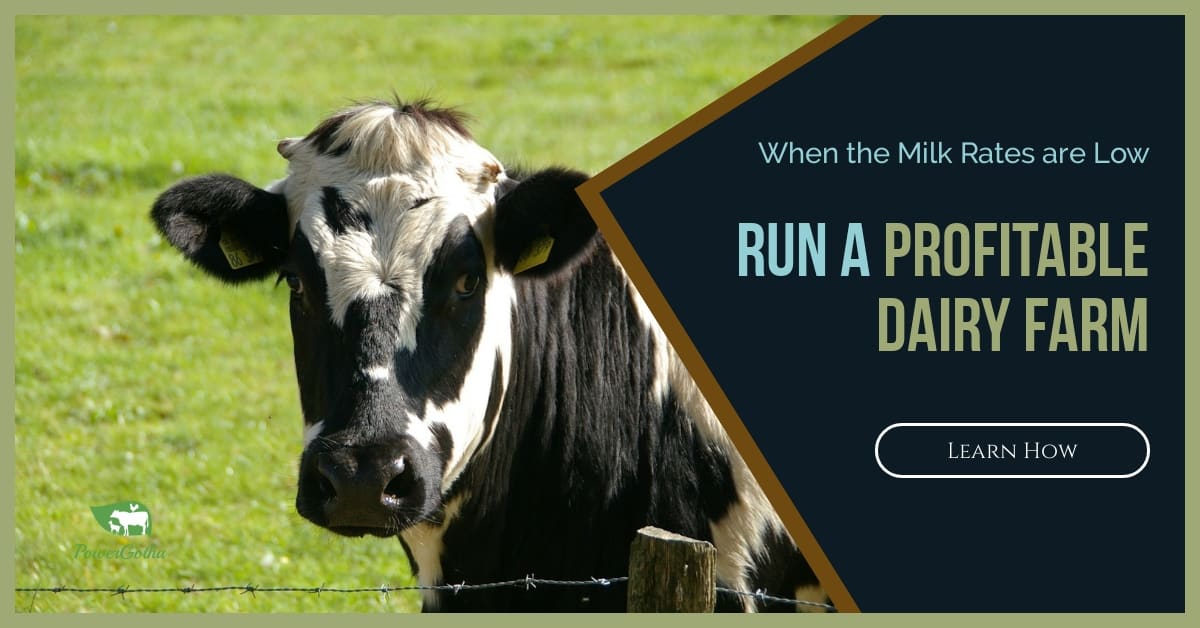 Run Profitable Dairy Farm PowerGotha