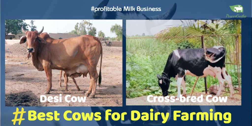 Best Cows for Dairy Farming in India