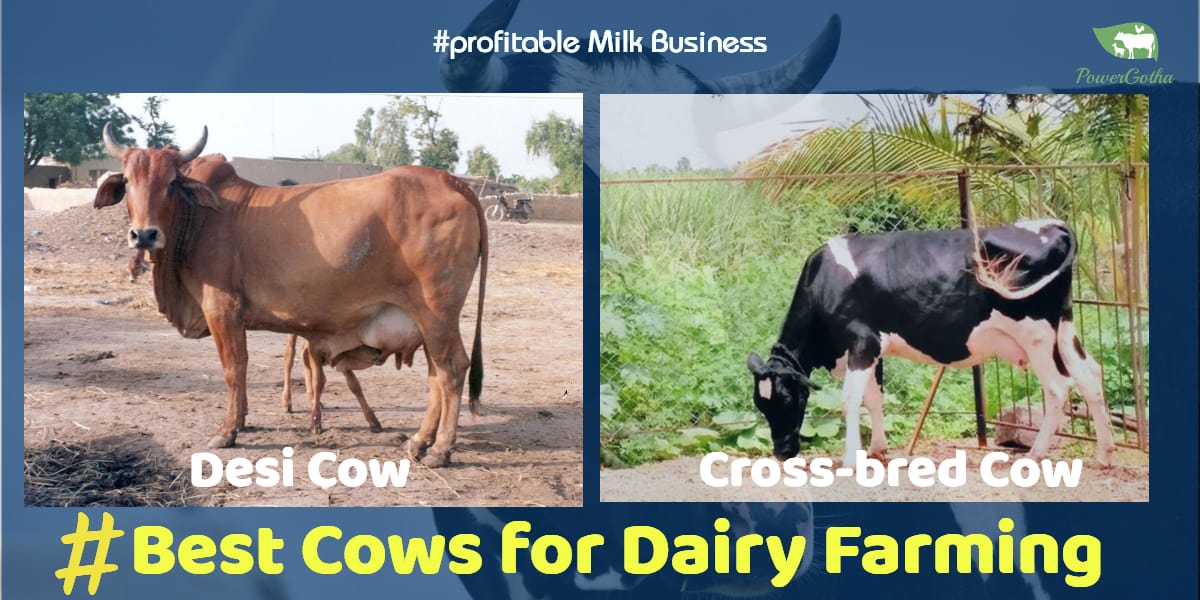 Best Cows for Dairy Farming in India 5 best Cross bred Cows