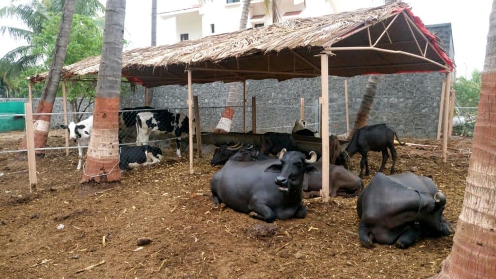 Buffalo Dairy Farm in India Maharashtra
