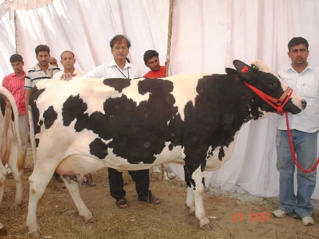 Karan Fries Cow 