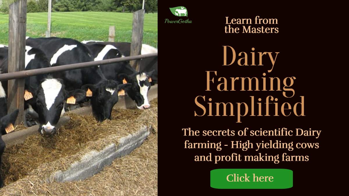 Dairy Farming Course