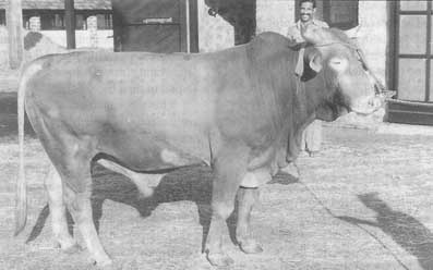 FAO sunandini bull