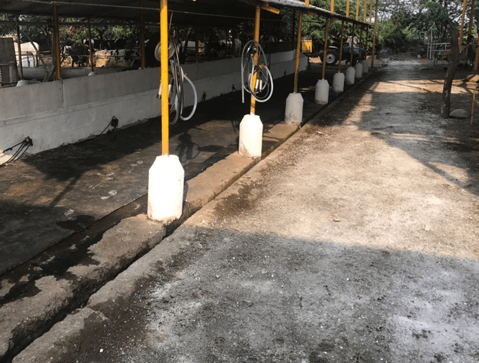 Dairy Farming Maharashtra