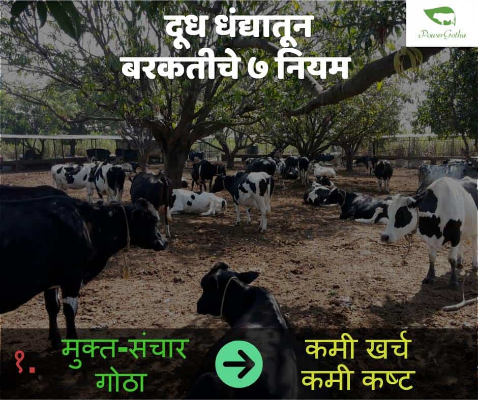 dairy business plan in marathi