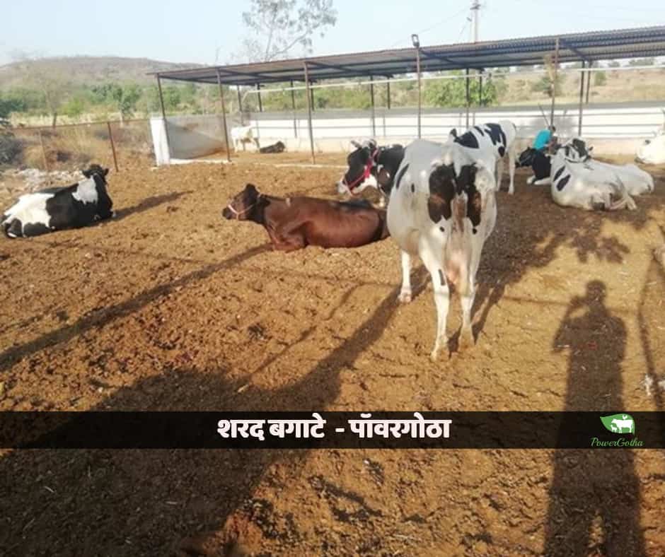Dairy Farming Maharashtra Marathi