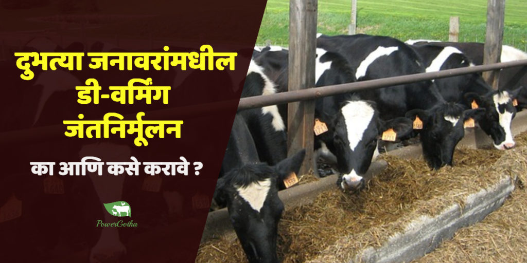 Deworming in cows marathi | डी-वर्मिंग जंतनिर्मूलन