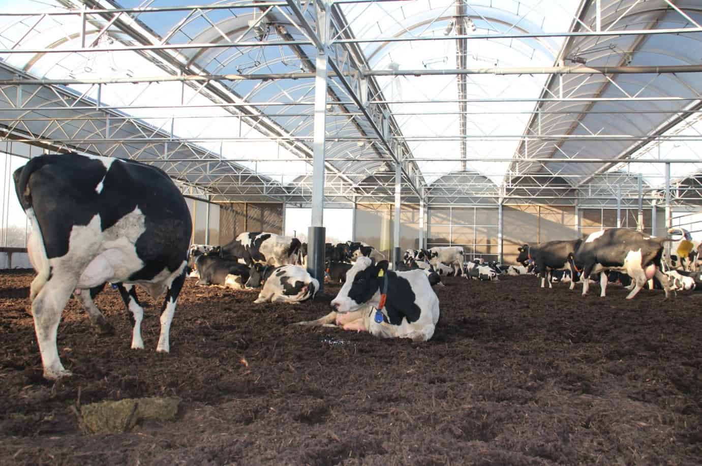 2-best-practices-for-cow-housing-in-dairy-farming-powergotha