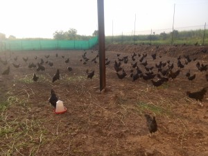 स्वप्निल  वाघमारे कडकनाथ
